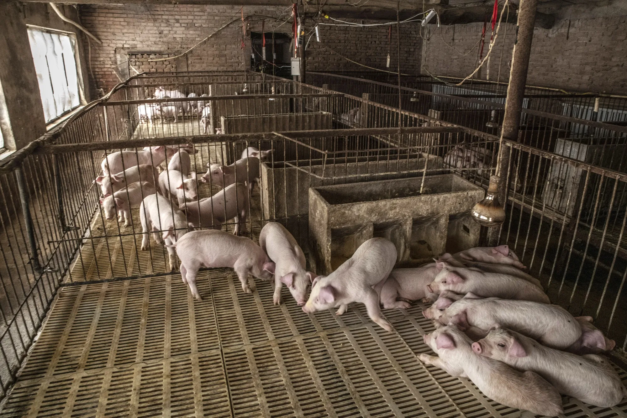 Swine Farming And Pork Retail As Flu Hamper's China's Pig Industry