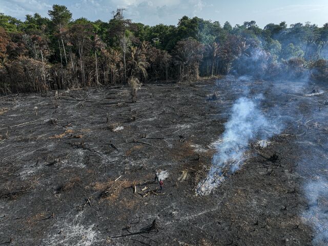 Burned areas bordering a surviving forest near Salvaterra, Marajó Island.