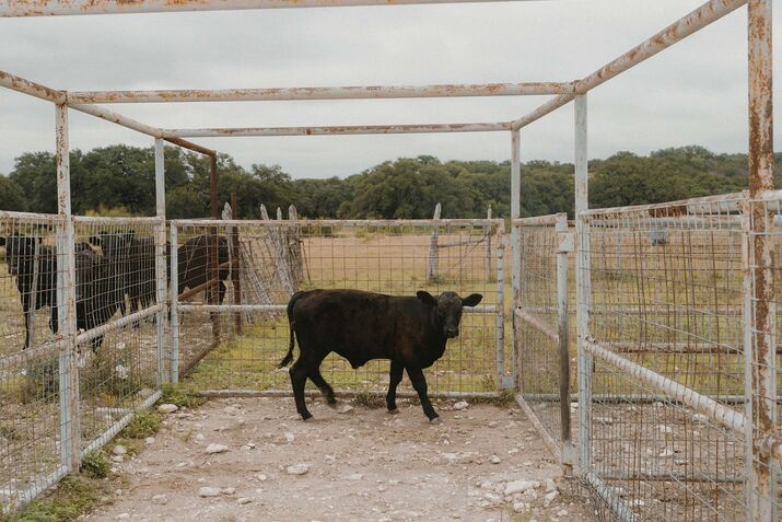 ‘The Beast Is Among Us’: Ranchers Battle Flesh-Eating Screwworm