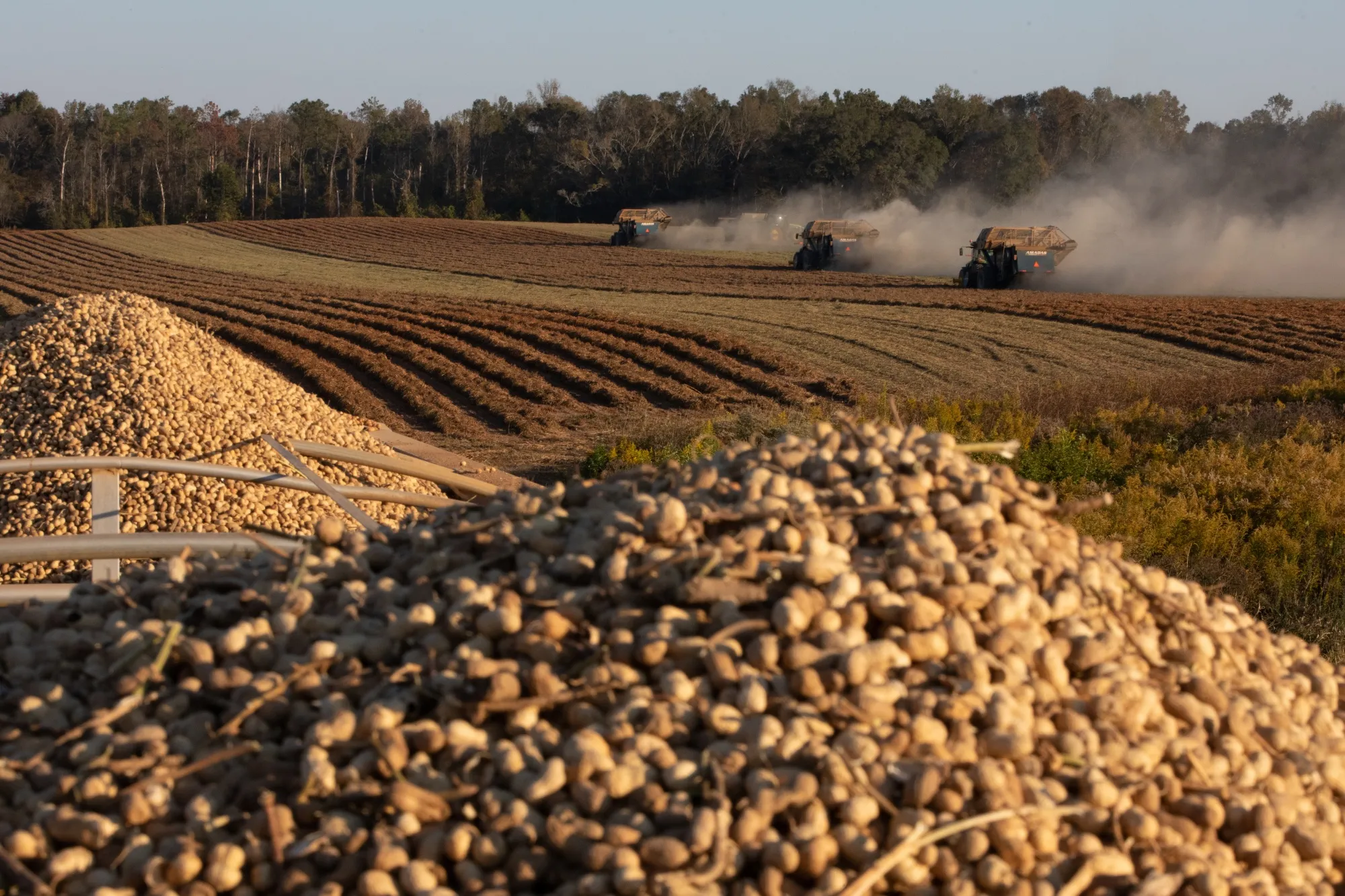 One drugmaker wants to cure serious food allergies, like those to peanuts.&nbsp;