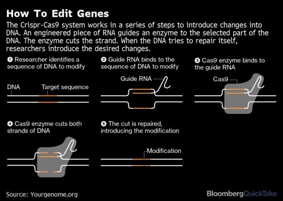 Crispr, the Tool Giving DNA Editing Promise and Peril
