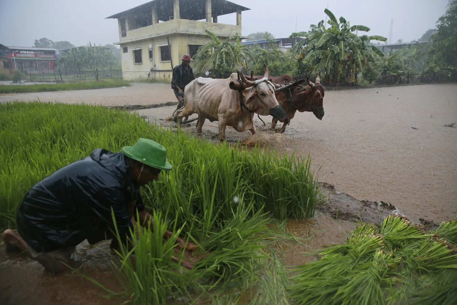 India Monsoon Agriculture
