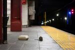 A rat on the platform at the Herald Square subway station in New York City.&nbsp;