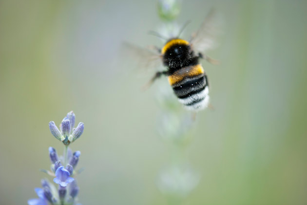 Bayer Loses Fight Over Insecticides Ban That EU Blamed for Killing