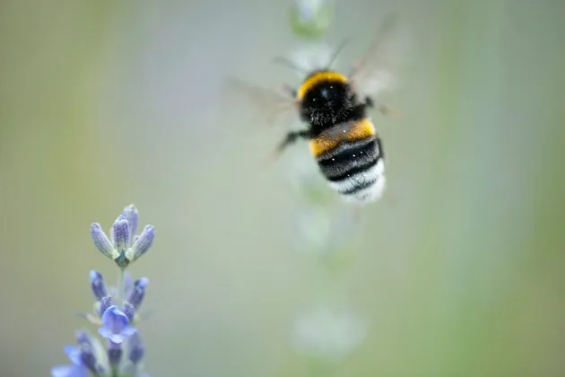 To Revive Honey Bees, Europe Proposes a Pesticide Ban