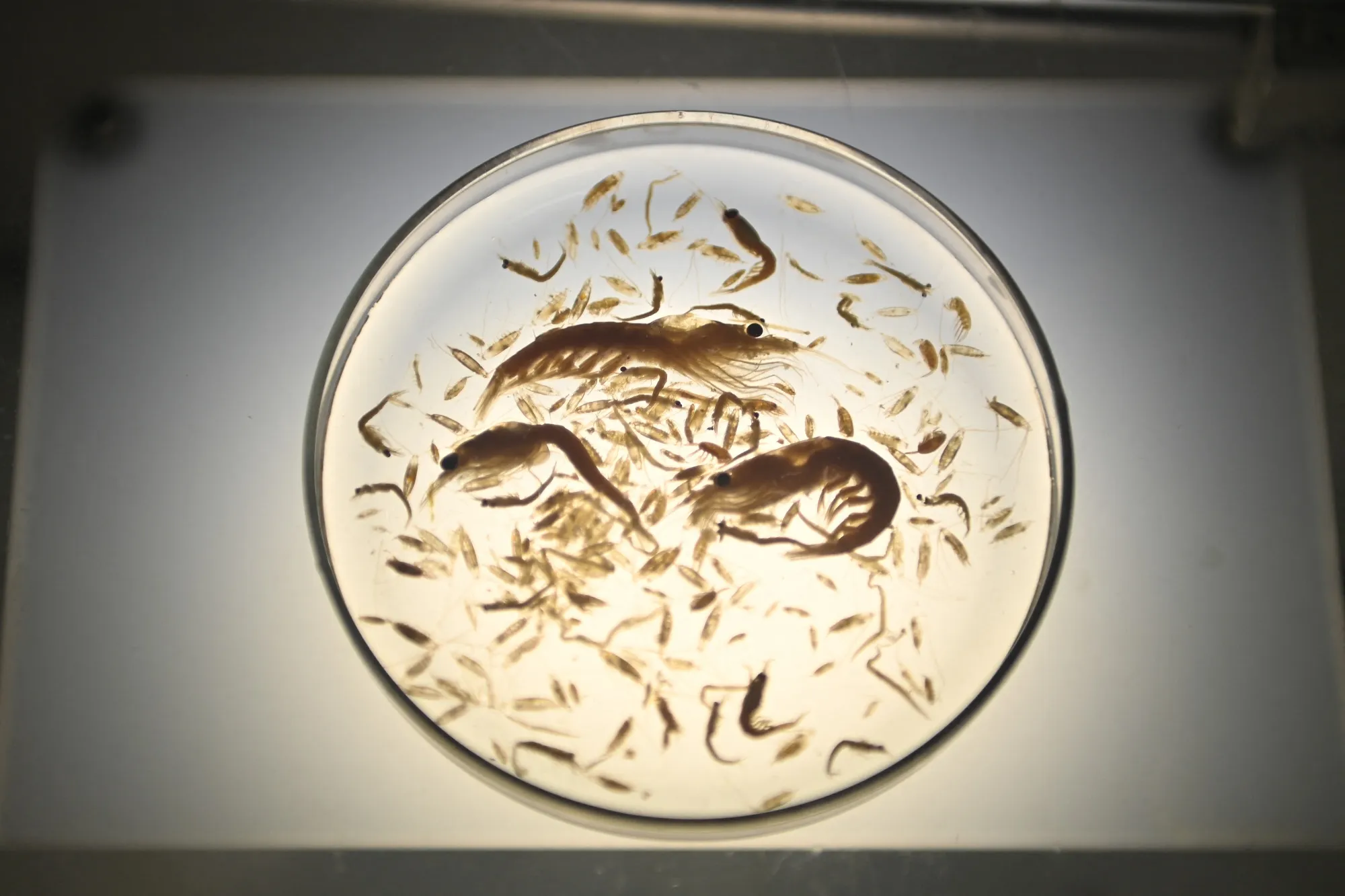 Thanks, krill!&nbsp;