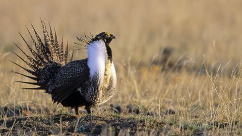 Greater Sage-Grouse
