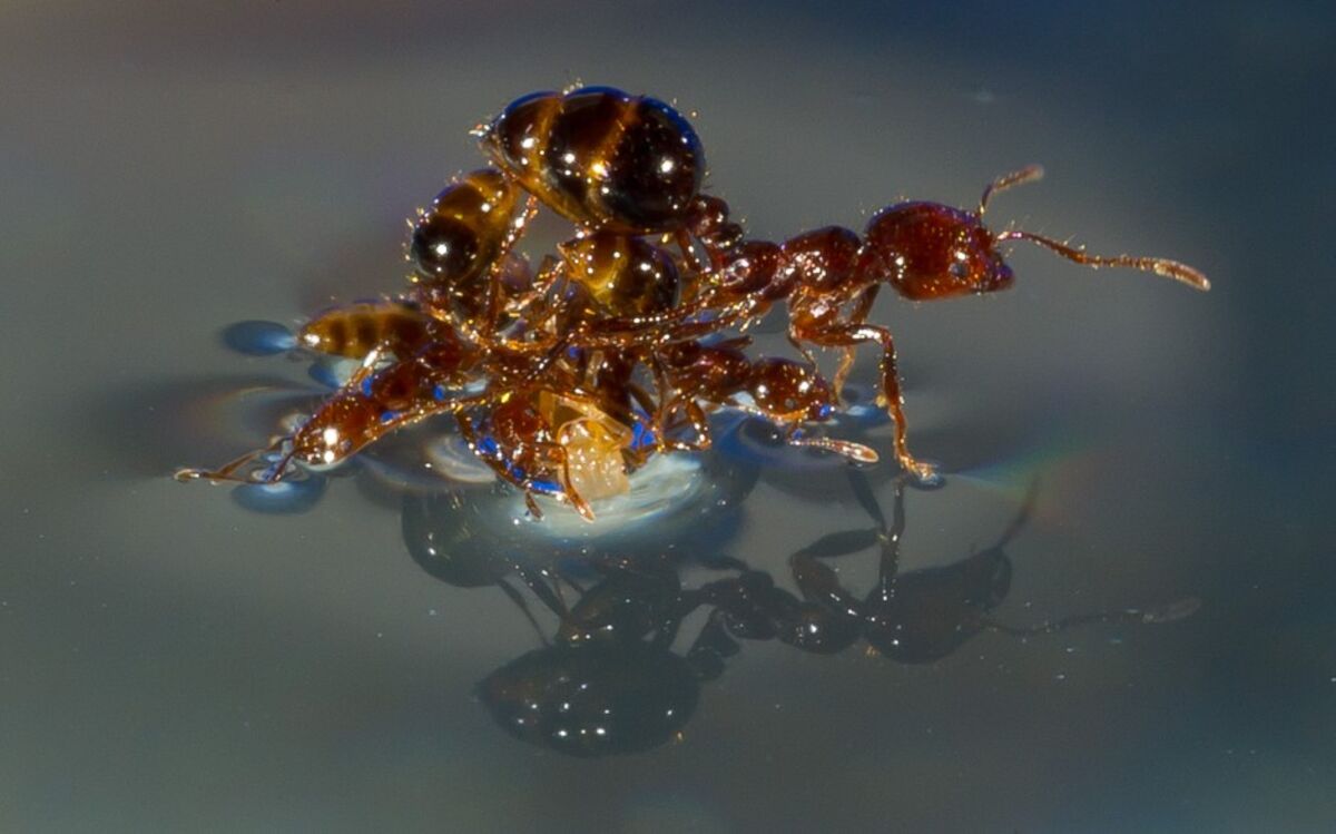 What the Swarm Behavior of Fire Ants Teaches Us About Mechanical  Engineering - Bloomberg