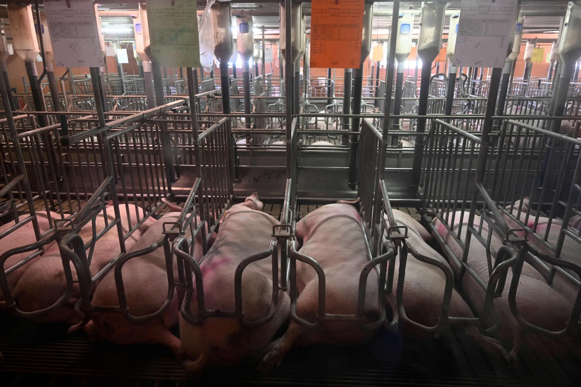 The Humane Society has&nbsp;filed 10 animal-welfare shareholder proposals with several companies, some&nbsp;of which are related to gestation&nbsp;crates.