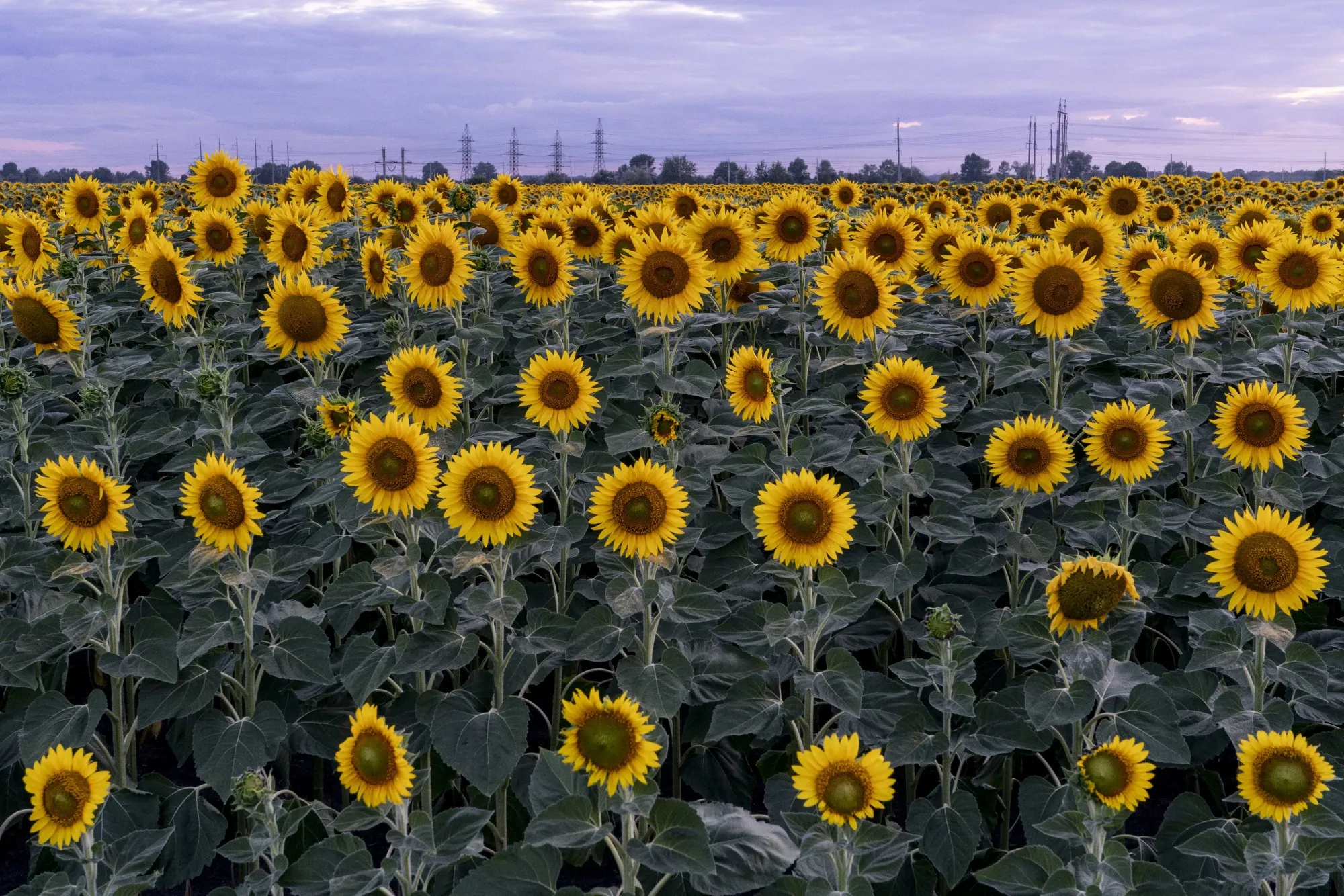 A field of sunflowers near Horishni Plavni, Ukraine, in 2019.