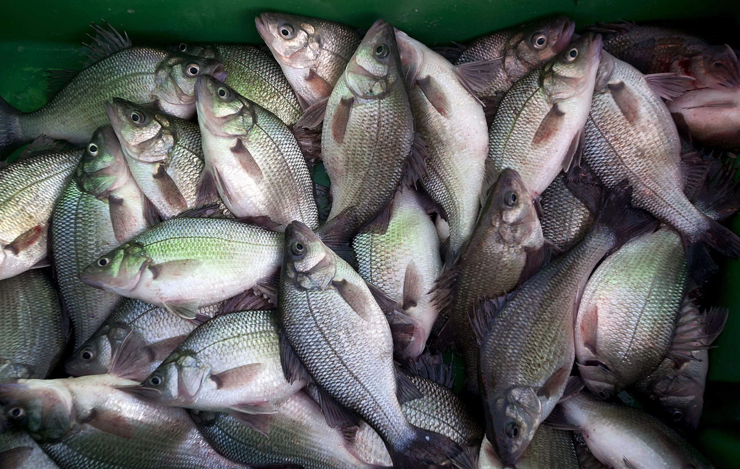 Olam Eyes Fish Farming in Africa to Tap Growing Middle Class - Bloomberg