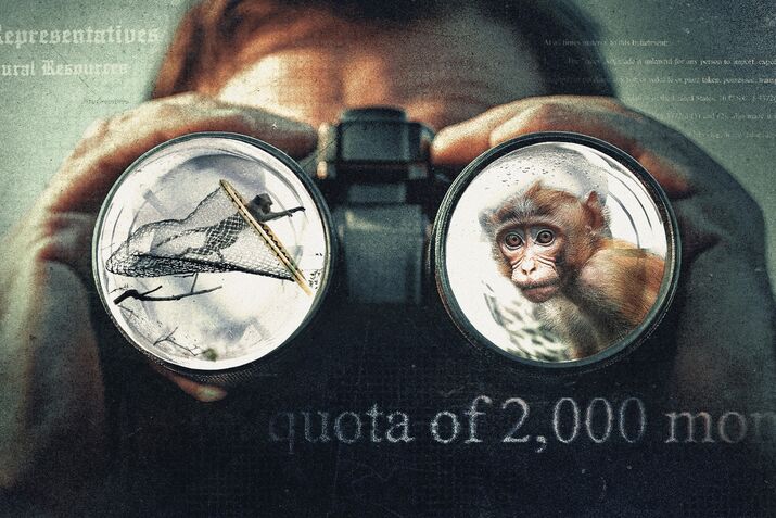 The Dangerous Underworld of Wild Monkey Laundering