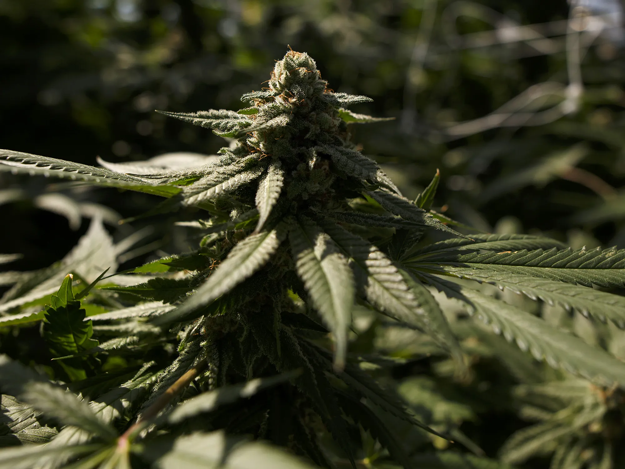 Marijuana