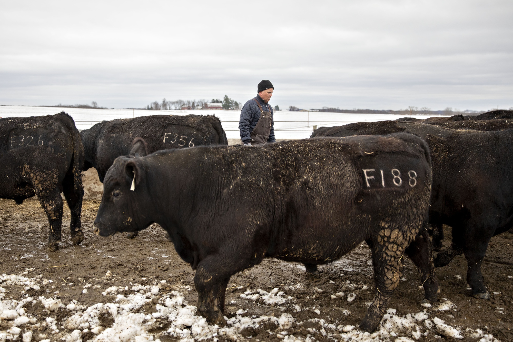 Homebound Traders Go Online to Take Part in U.S. Cattle Auctions Bloomberg
