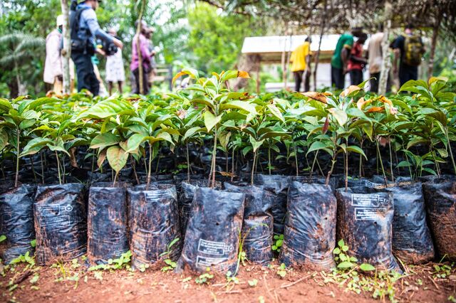 The guitar maker's Ebony Project this year met a goal of planting 15,000 trees for future generations.