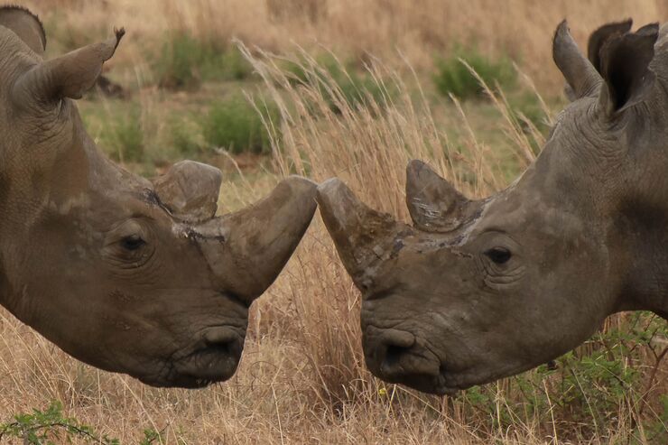 1010_WEEKEND_Rhinos HP