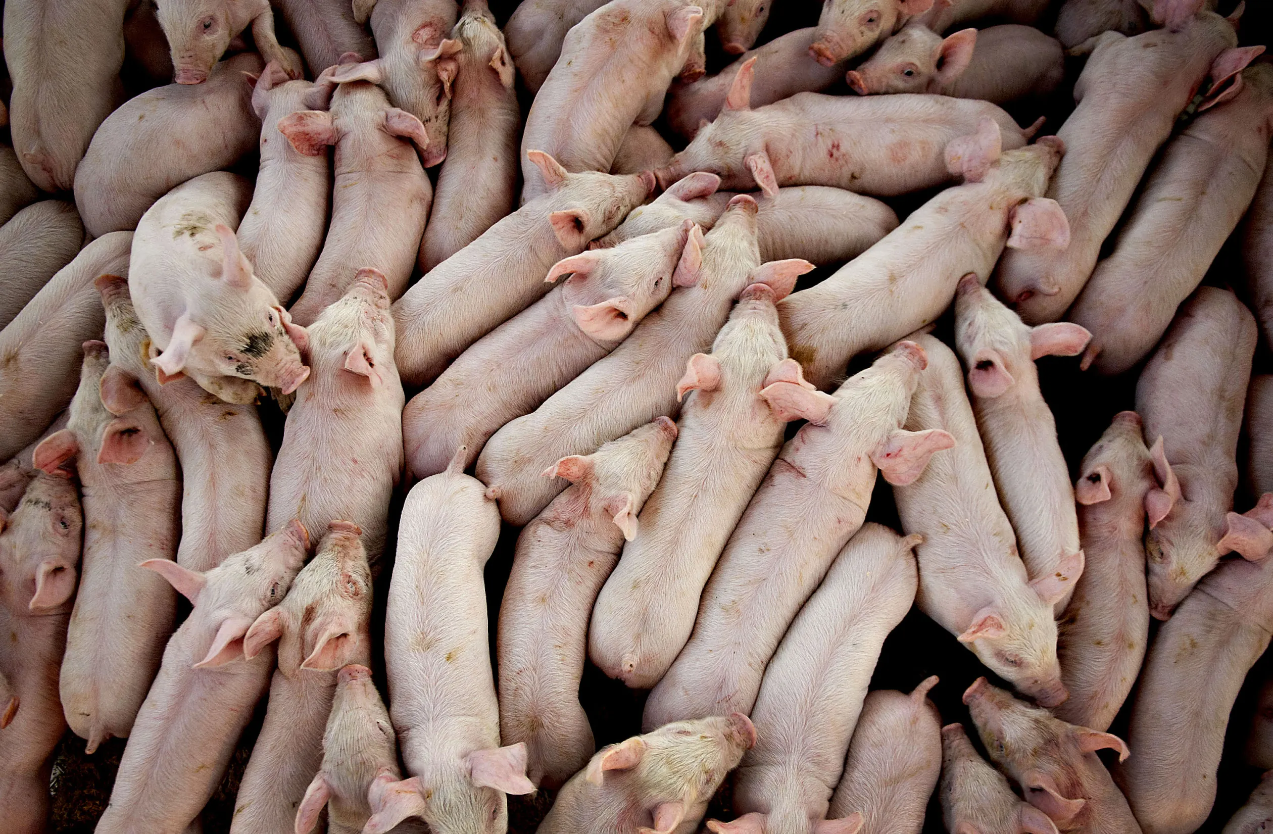Twenty one day-old pigs stand in a trailer prior to transport to a nearby weaning-to-market barn at a farm in&nbsp;Illinois.