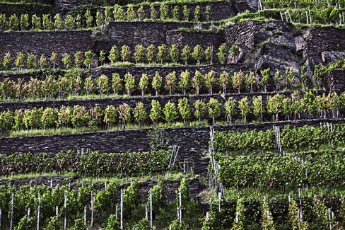 The steep, terraced vineyards of the Ahr region are extremely successful in growing pinot noir, although it is one Germany's northernmost regions. The region's pinots are spicy and velvety.