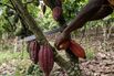 Cocoa Farming as Good Weather Boosts Harvest in Ivory Coast