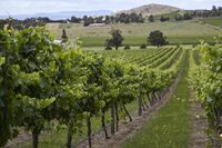 Wineries in the Yarra Valley as China Tariffs Point to New Markets