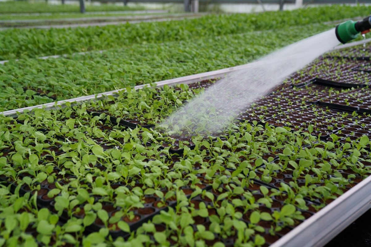 Singapore Studies $500 Million Fund to Climate-Proof Food System