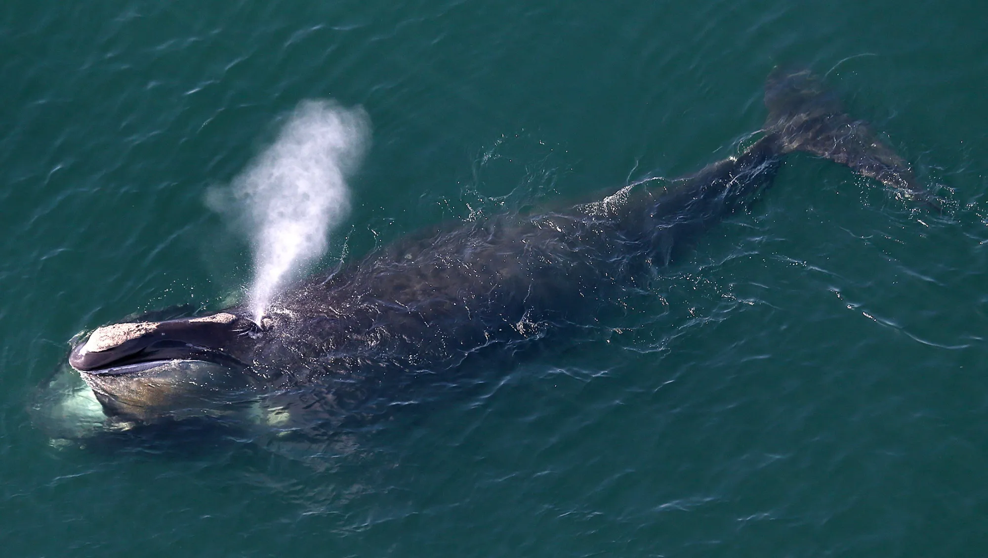 A North Atlantic right whale off the coast of Massachusetts.