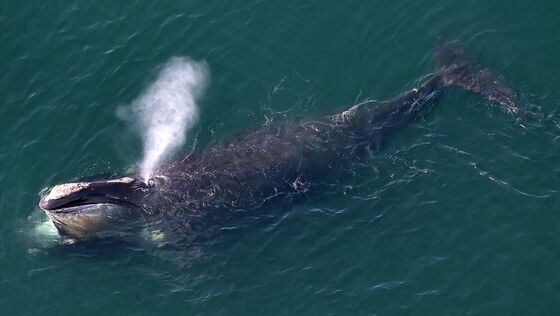 Whales Will Get Right of Way at Huge Martha's Vineyard Wind Farm