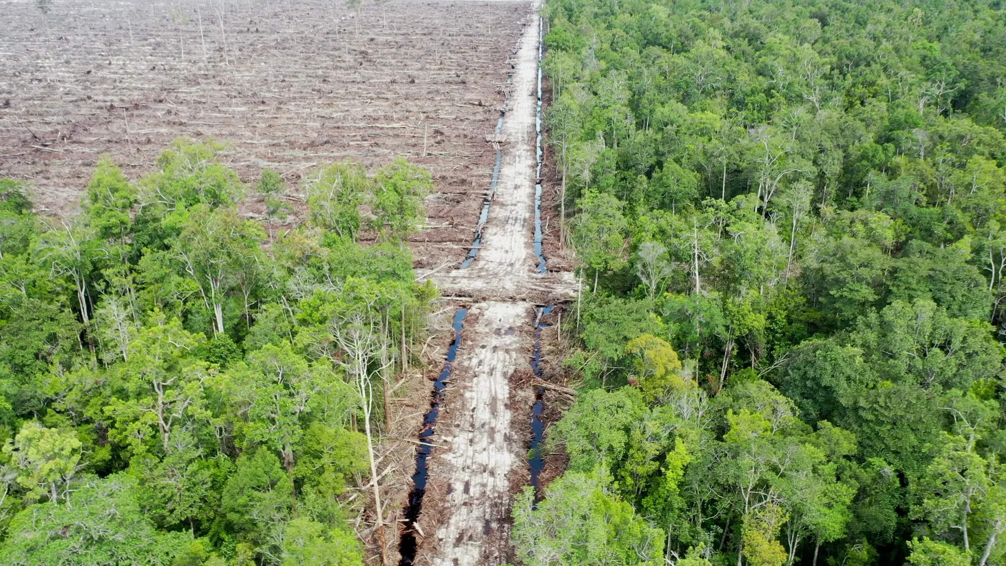 A BHL company plantation in the district of Kapuas in Central Kalimantan, Indonesia, in 2021.