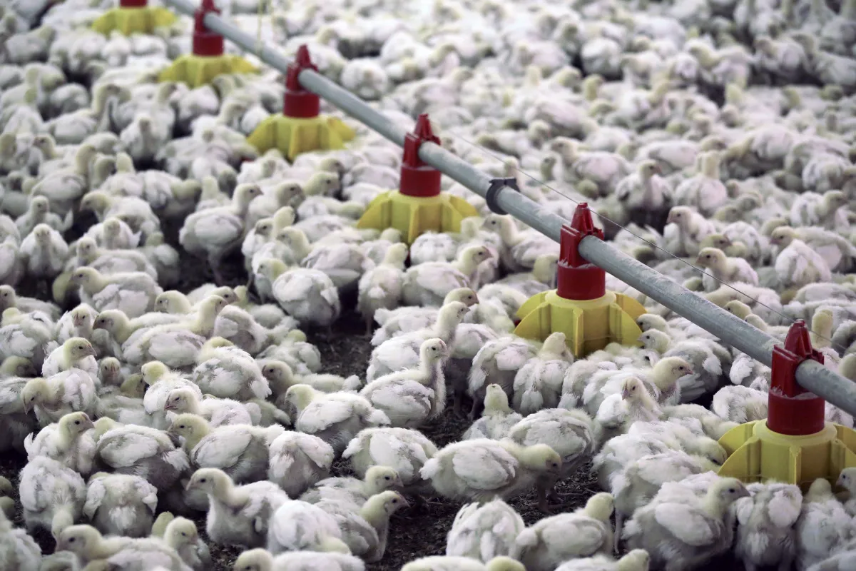 Chicken And Egg Production At Poultry Farm Operated By ZAO Agrosila Group