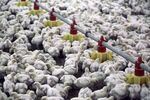 Chicken And Egg Production At Poultry Farm Operated By ZAO Agrosila Group