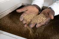 Uganda, Reliant On Russian And Ukrainian Wheat, Feels Effects Of Global Shortage