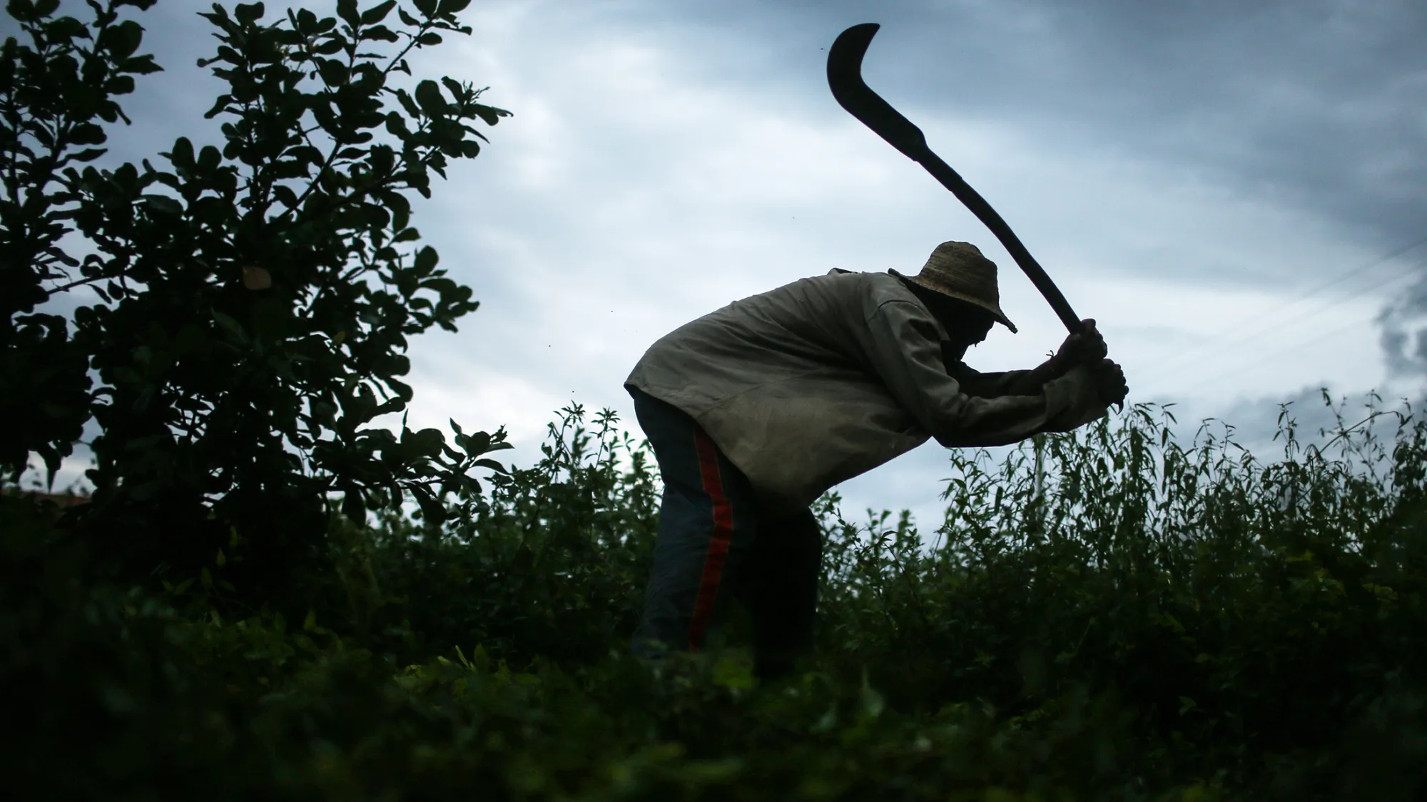 A former slave demonstrates how he clears brush with his sickle on the piece of land which he lives and farms in Monsenhor Gil, Brazil, on April 8.
