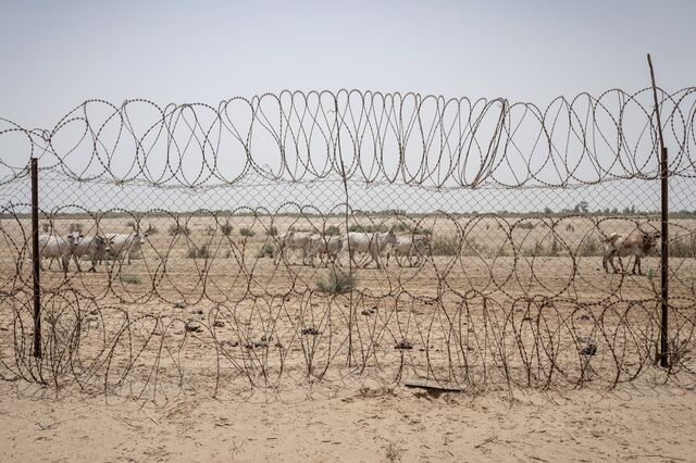 Cows roam past a barbed wire fence on the perimeter of Les Fermes de la Teranga’s office.