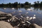 Fish lie dead on the western bank of the Oder River on Aug.&nbsp;12.&nbsp;