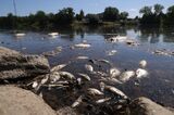 Oder River Hit By Possible Industrial Spill, Thousands Of Fish Dead
