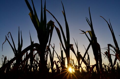 Argentine Corn Farmers Prepare for Heatwave