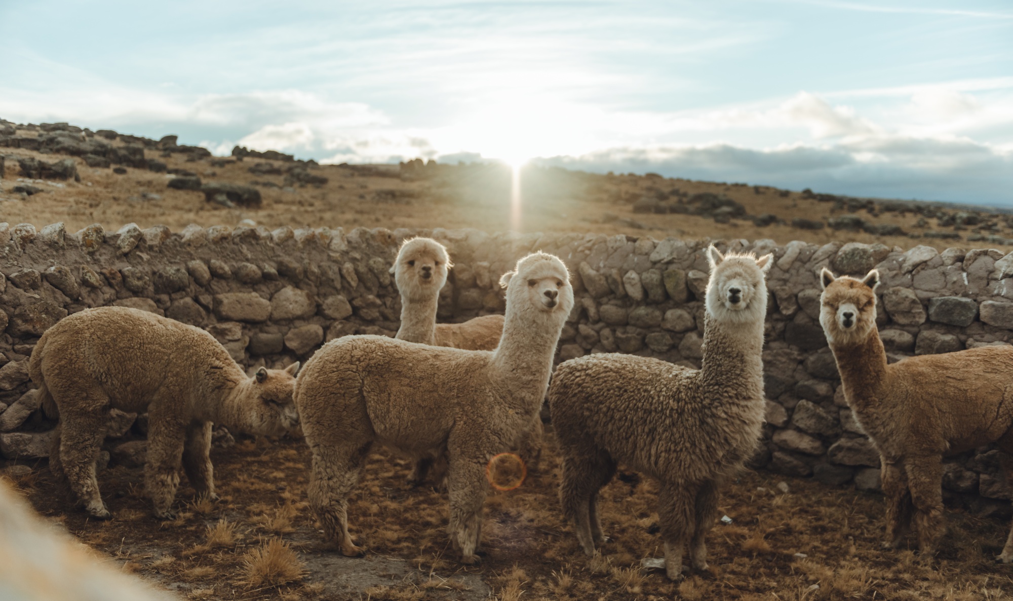 When sheared, alpacas&nbsp;produce different ranges of fiber; the roughest parts are spun into carpets and rugs, the softest into socks and baby clothes.