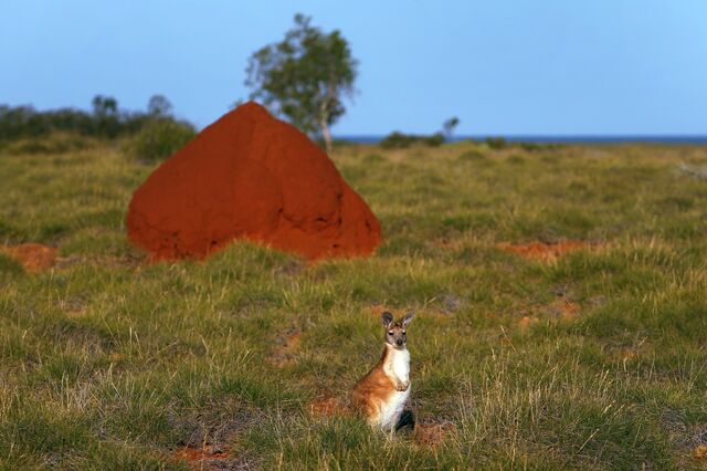A euro kangaroo spotted amongst termite hills.