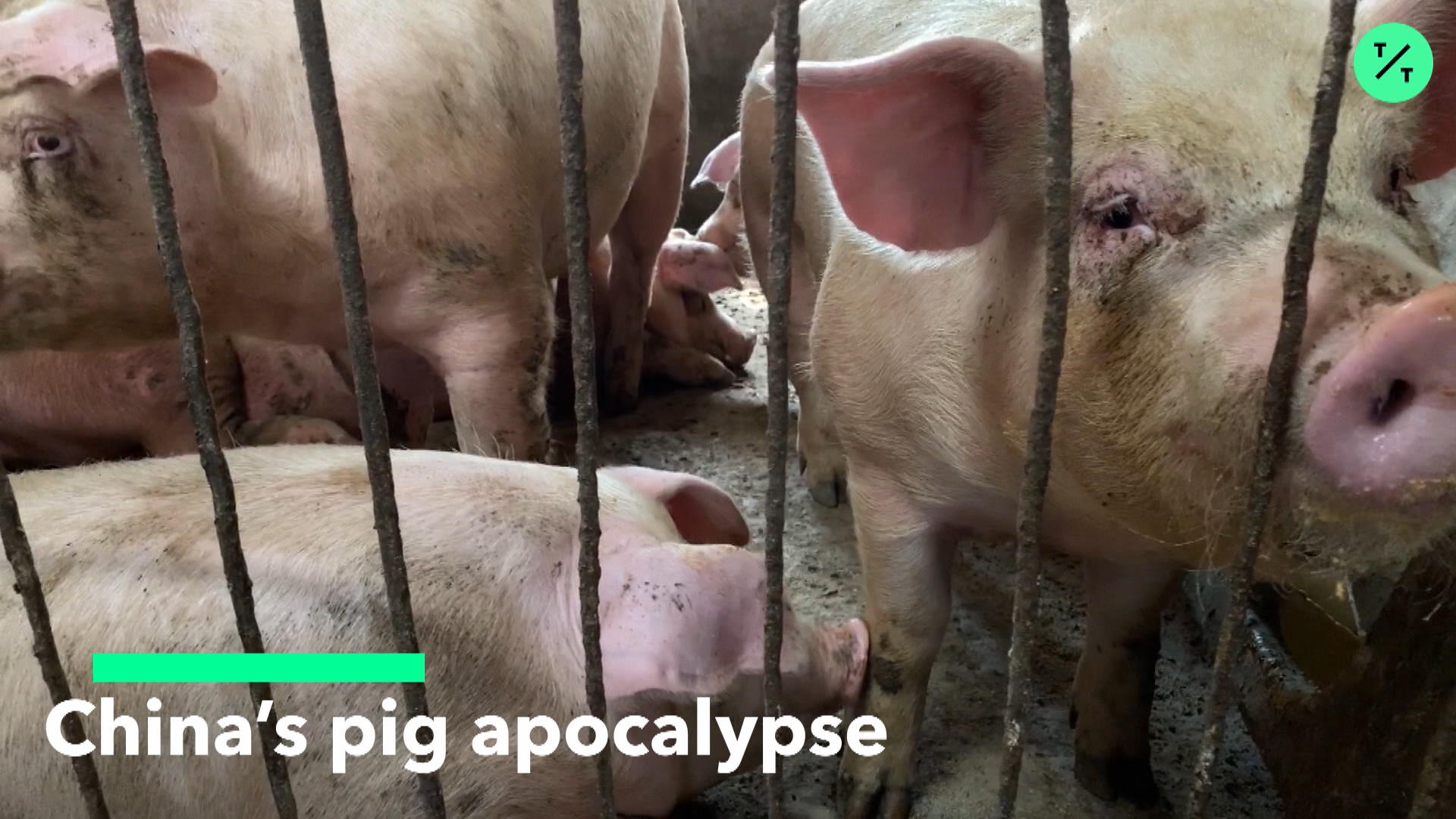 China's Pig Apocalypse Bloomberg