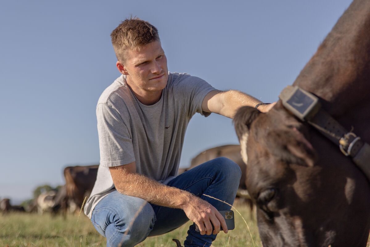 Halter Makes GPS Smart Collars for Cattle to Curb Pollution, Methane