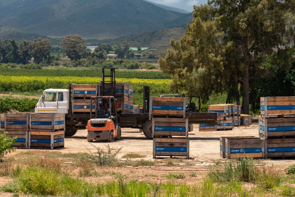 Packing and transporting fruit&nbsp;in the Robertson valley,&nbsp;Western Cape, South Africa.