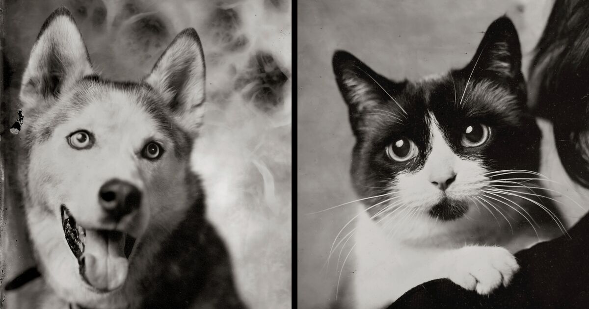 Pet Owners Want Cats and Dogs to Live Forever. Enter Anti-Aging Drugs and Peptid...