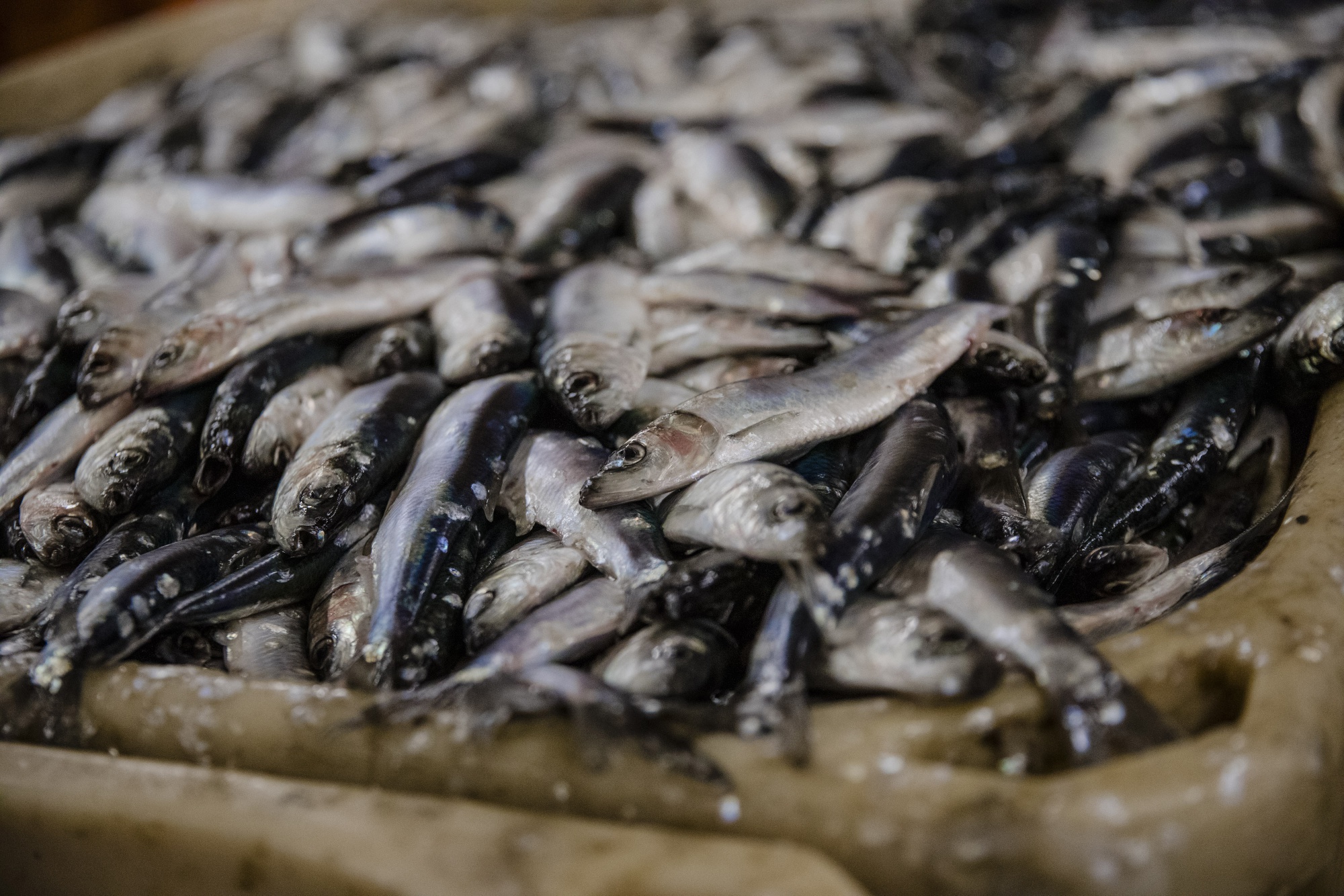 Finland’s Fishermen Say EU’s Planned Herring Quota a Death Knell