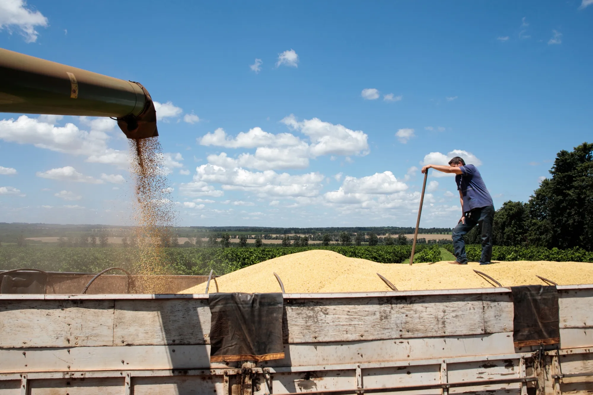 A Soy Harvest As Crop Futures Fall On Brazil Real Crash And Virus Woes