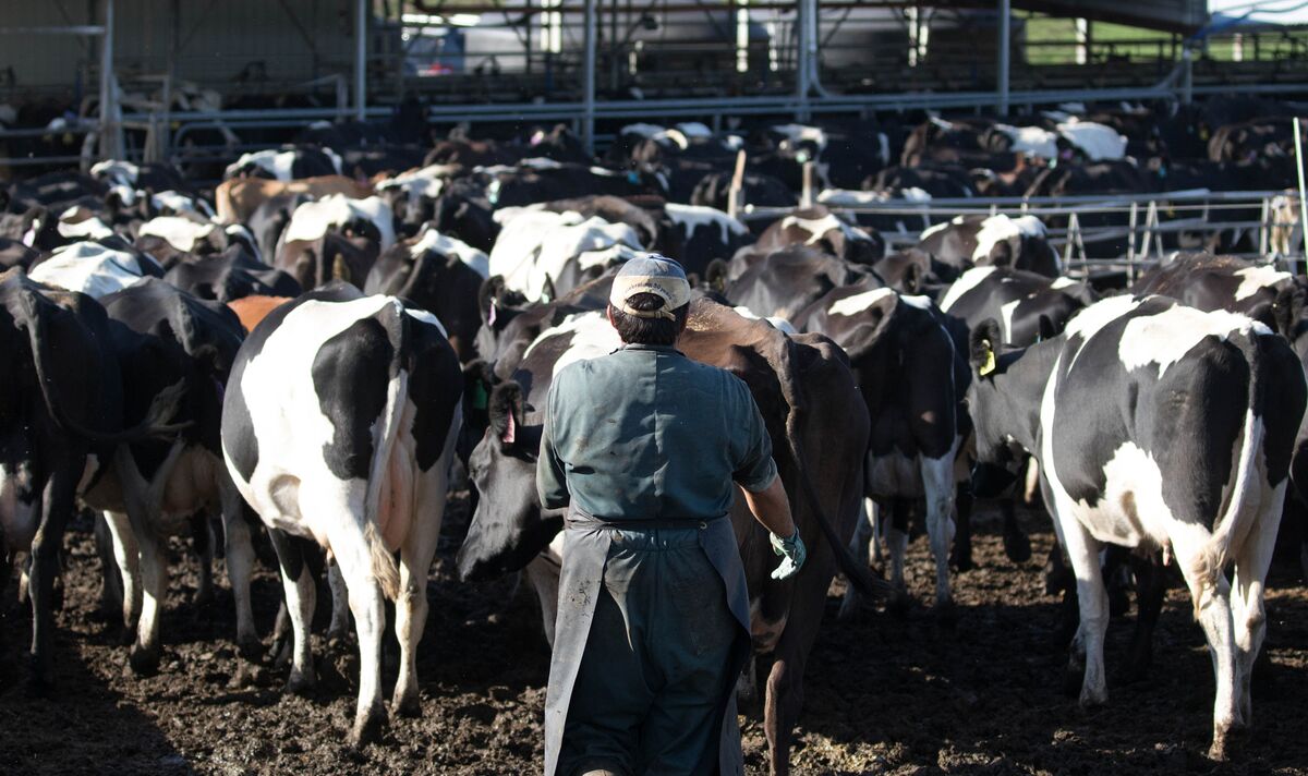 What to Know About Bird Flu and Pandemic Fears Bloomberg