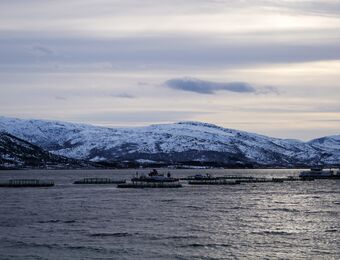 relates to Norway's Farmed Salmon May Cause Baltic Sea Ecological Disaster
