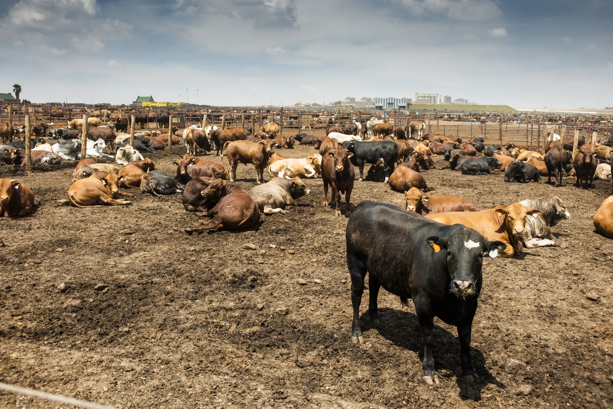 Cattle on a&nbsp;feedlot in Heidelberg, South Africa.