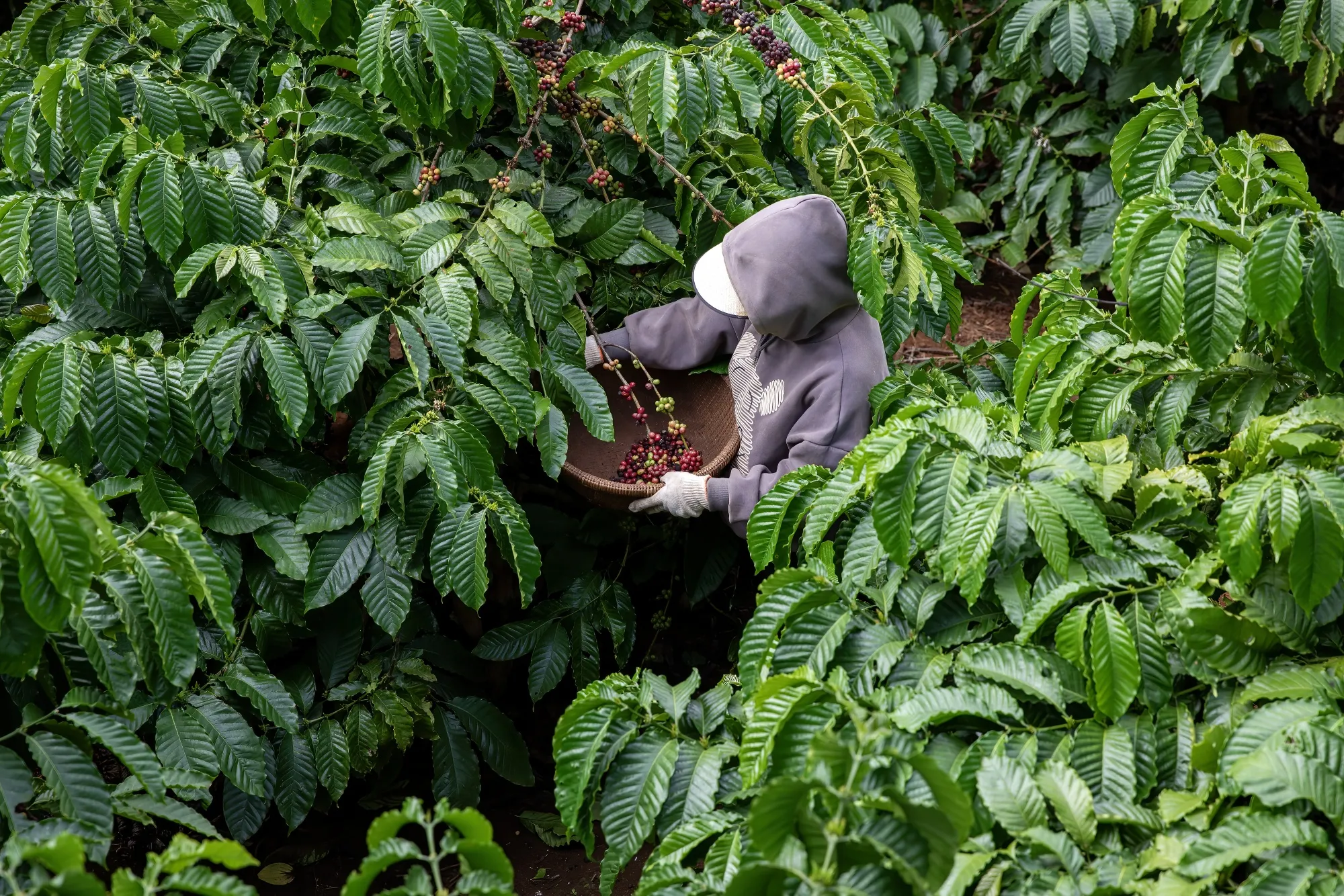 A worker harvests coffee cherries at a farm in Vietnam.