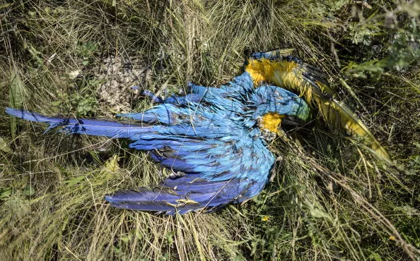 Beautiful plumage.