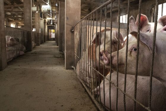 China’s Headlong Rush into Hog Farms Sparks Boom-Bust Fears